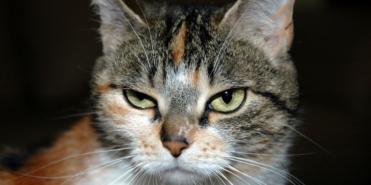 Презрительный кот