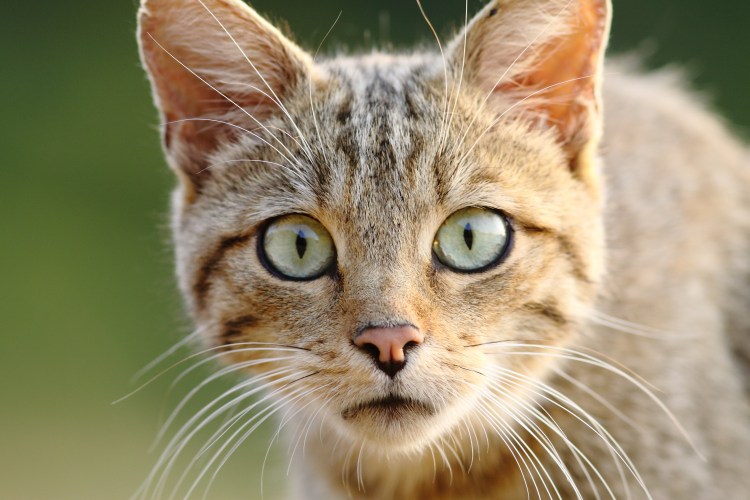 Хитрая морда кота