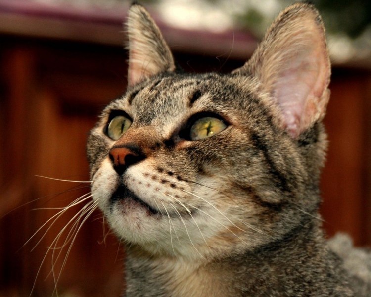 Любопытный котик