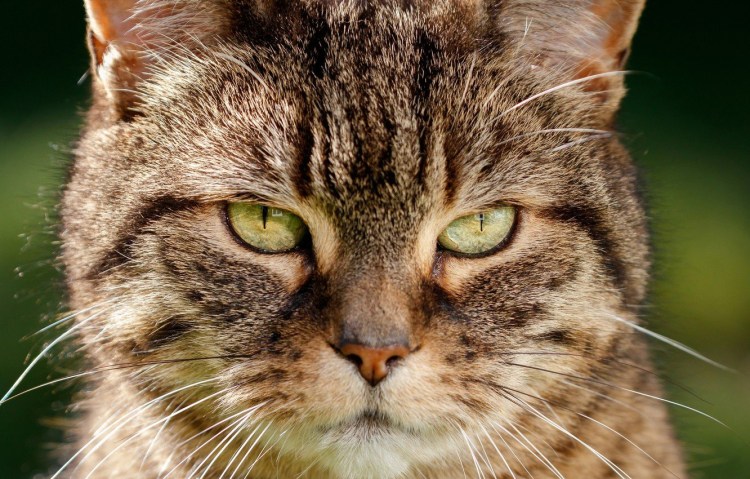 Кот с хитрыми глазами