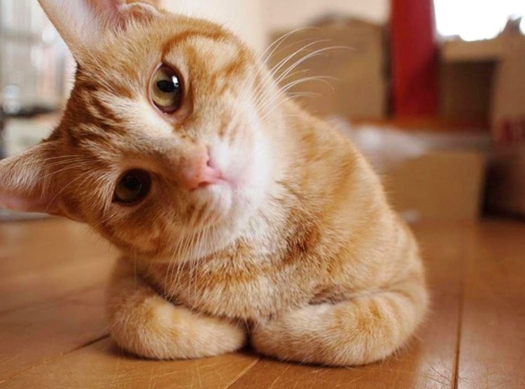 Серьезный кот