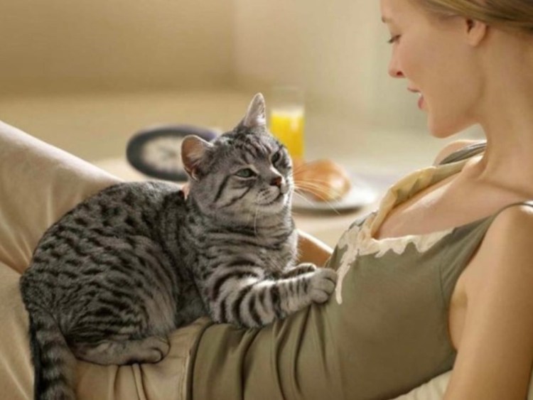 Кошка топчет