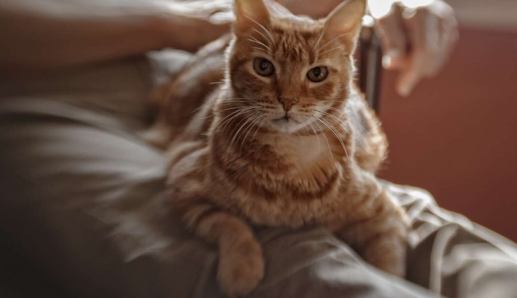 Котик топчется