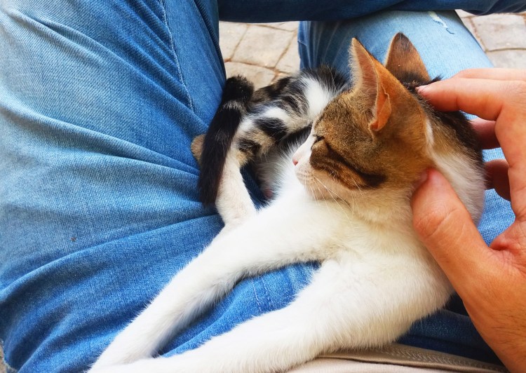 Кот топчется передними лапами