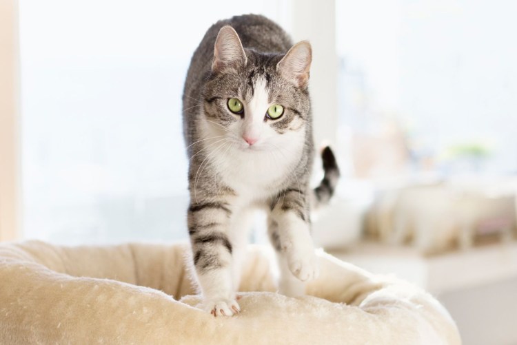 Кот топчет лапами