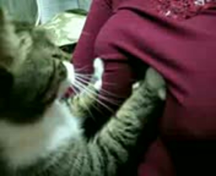 Кот мнет лапками