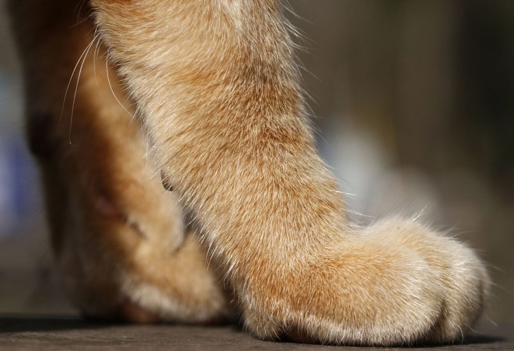 Как понять что кот хочет вас убить