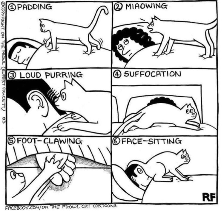 Девушка и кот картинки