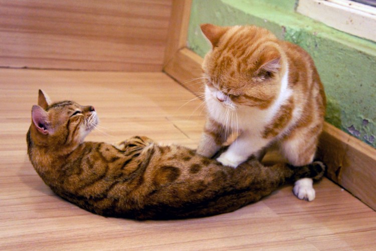 Кошка топчется