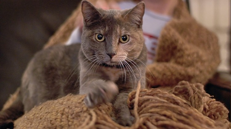 Кошка топчется