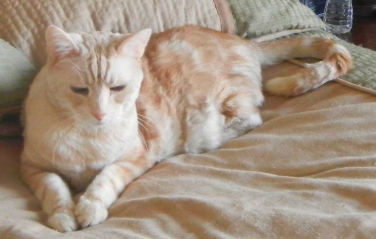 Кот утром будит хозяина