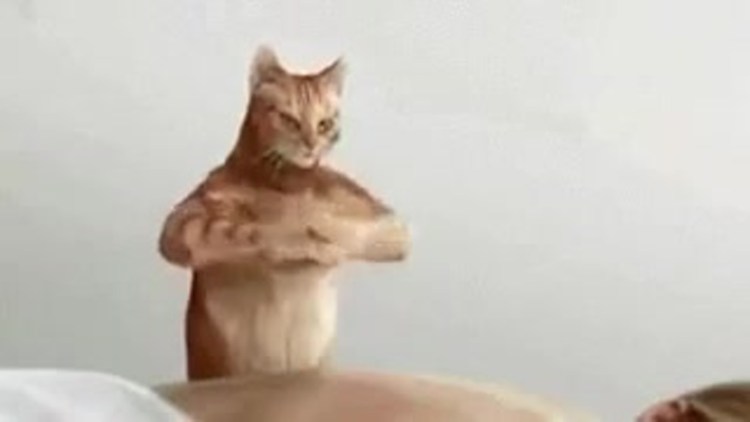 Рыжий кот на руках