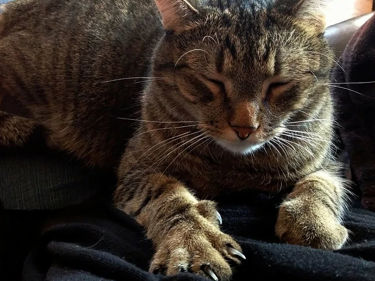 Кот перебирает лапками