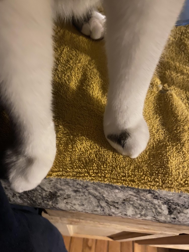 Кот кусает собаку