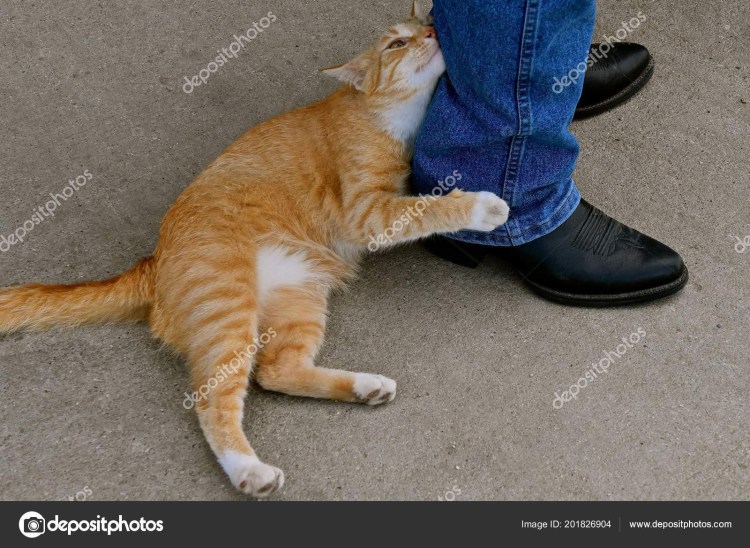 Ксения Янковская Алиса Вернер