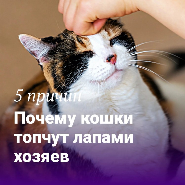 Кот мнет одеяло