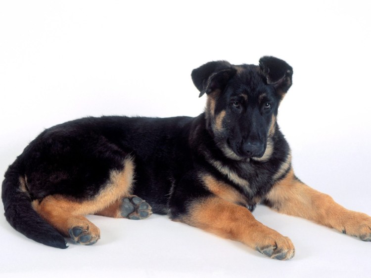 Щенки немецкой овчарки гладкошерстные