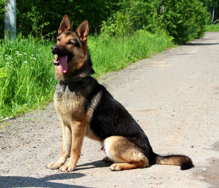 Немецкая овчарка гладкошерстная