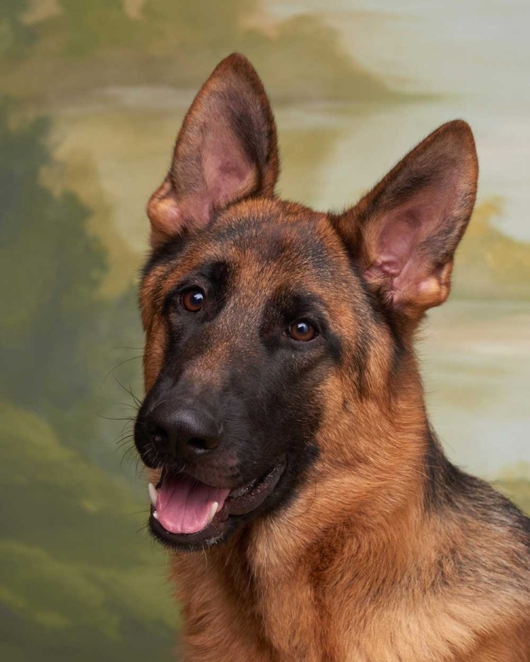 Собака немецкая овчарка гладкошерстная