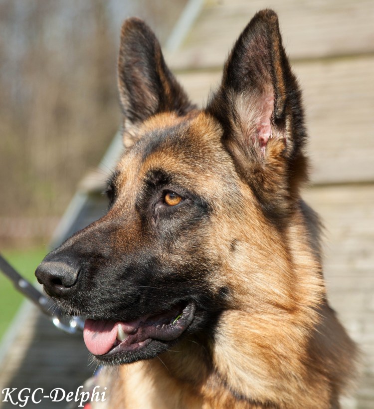 Немецкая овчарка гладкошерстная