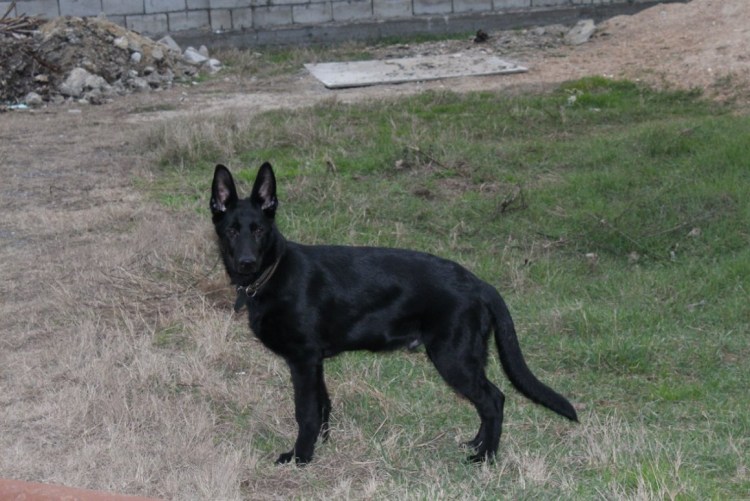 Бельгийская овчарка черная короткошерстная