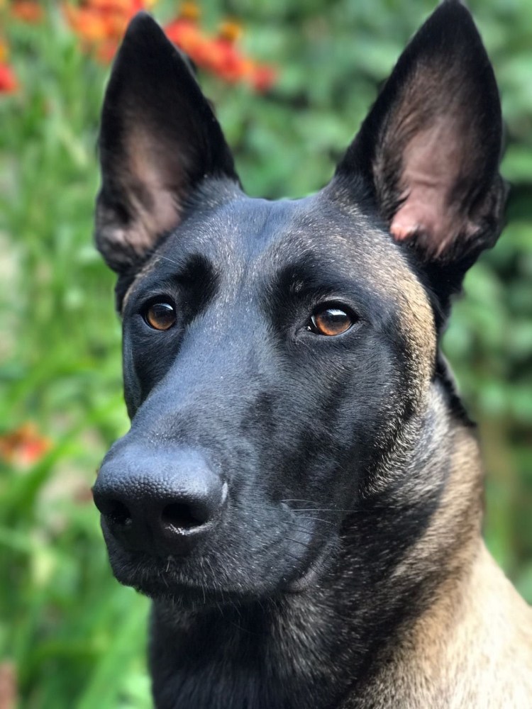 Черная малинуа