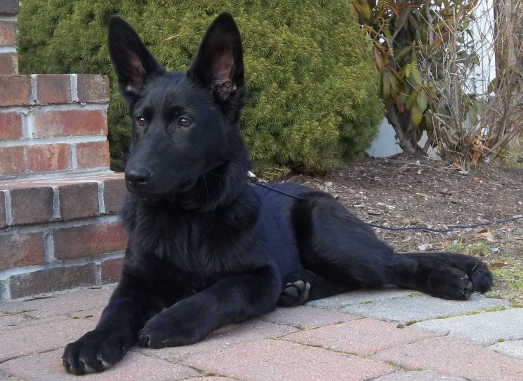 Швейцарская овчарка черная короткошерстная