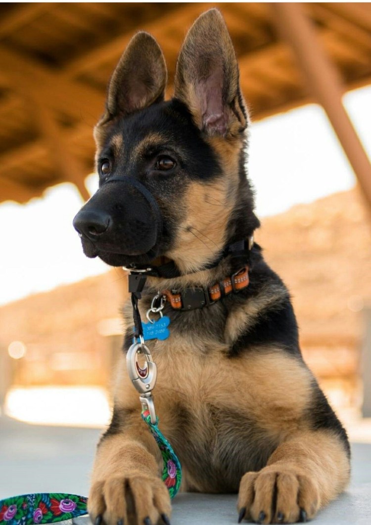 Щенки немецкой овчарки гладкошерстные