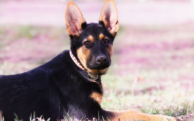 Гладкошерстная овчарка Хилер