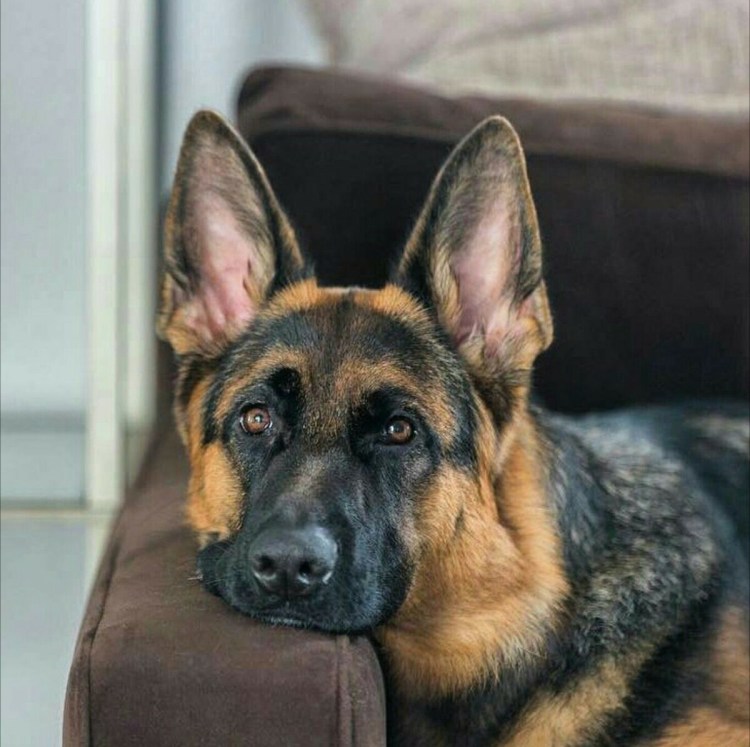 Немецкая овчарка короткошерстная