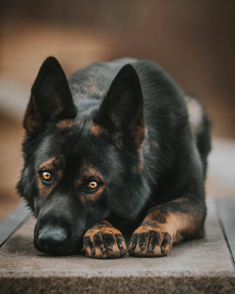 Овчарка гладкошерстная черная