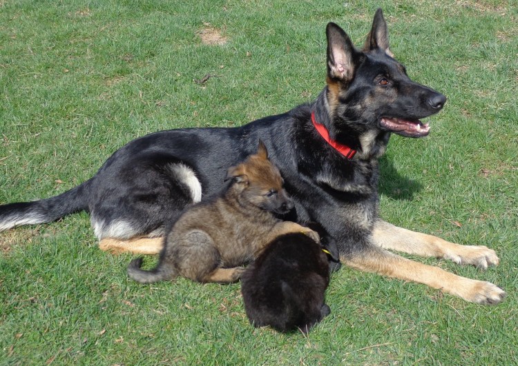 Немецкая овчарка подпалый