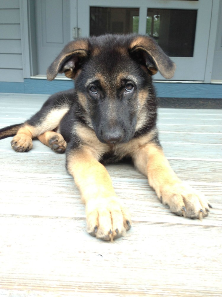 Щенки немецкой овчарки гладкошерстные 2 месяца