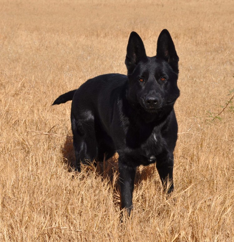 Немецкая овчарка черная короткошерстная