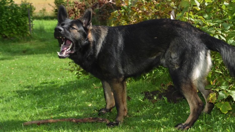 Восточно-европейская овчарка черно подпалый