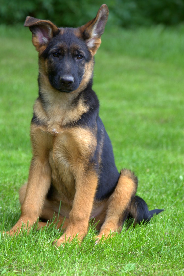 Немецкая овчарка гладкошерстная