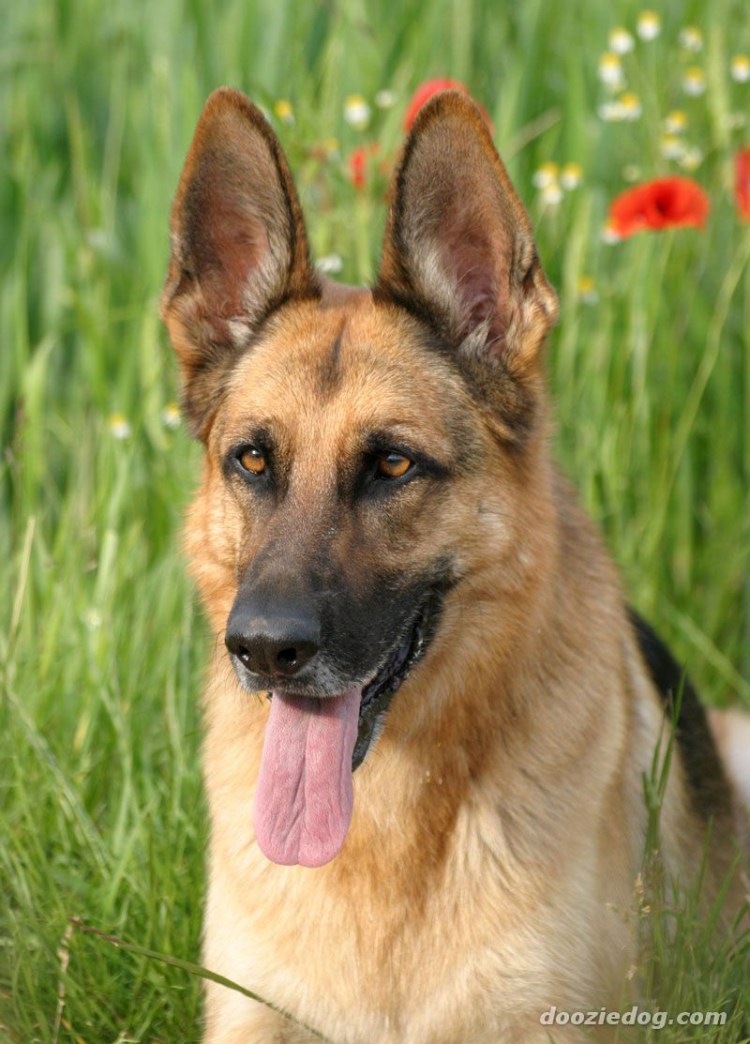 Овчарка короткошерстная