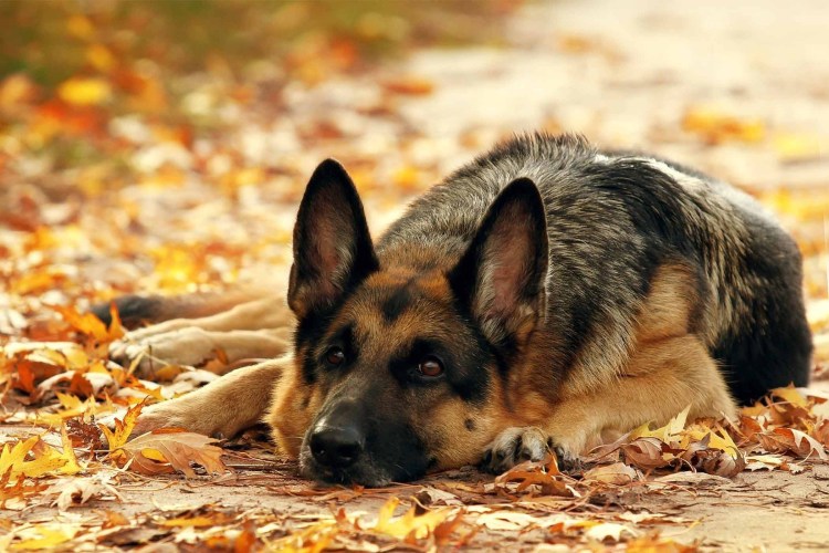 Овчарка осень
