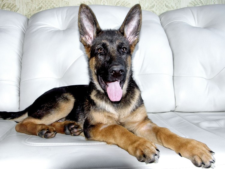 Щенок немецкой овчарки 3 месяца