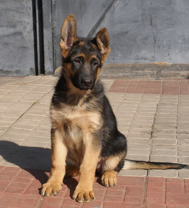 Щенок овчарки гладкошерстные