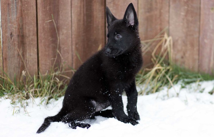 Бельгийская овчарка черная