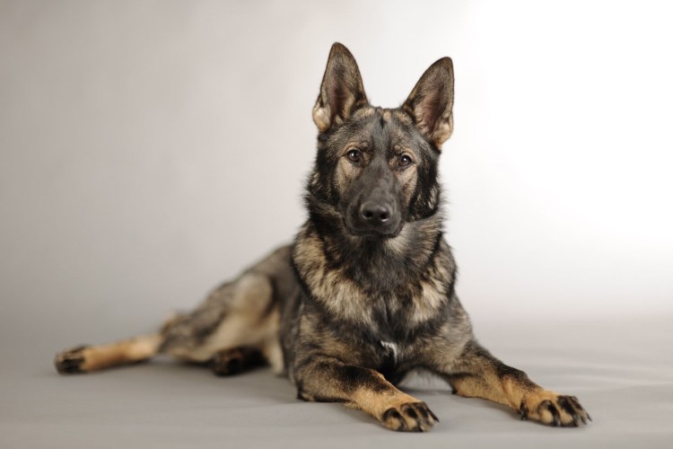 Щенок овчарки короткошерстные