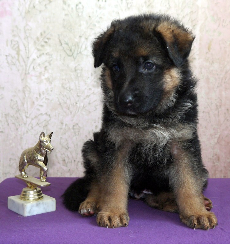 Немецкая овчарка щенок 1 месяц гладкошерстный