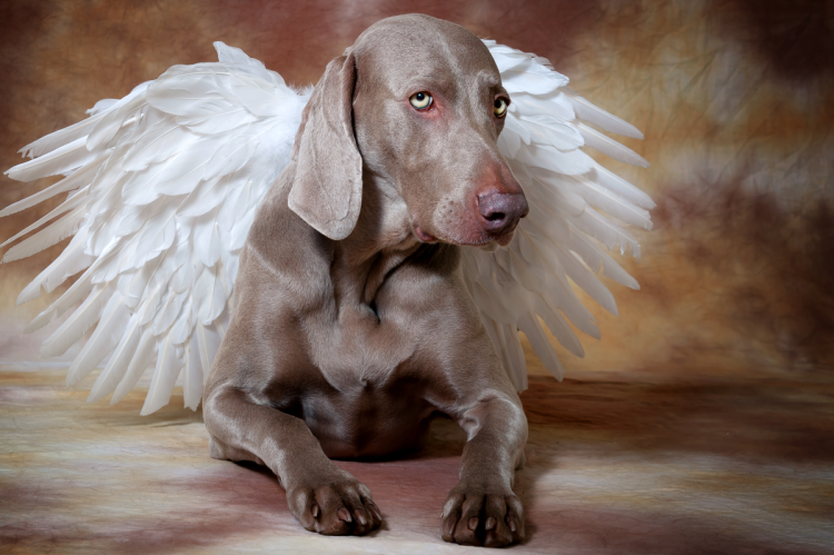 Аргентинский мастиф