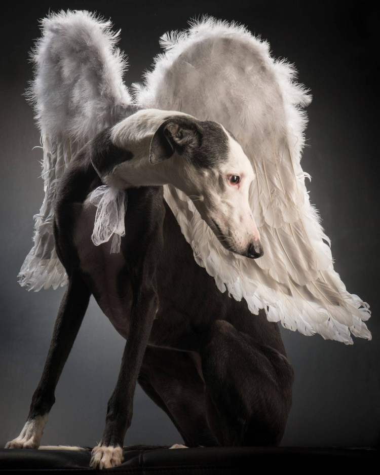 Волки с крыльями