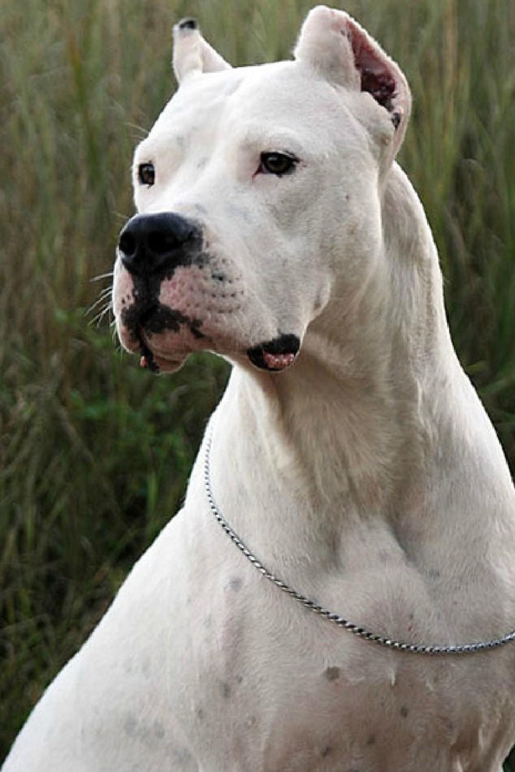 Кордовская Бойцовая собака