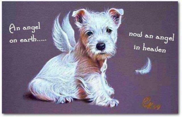 Волк ангел и демон