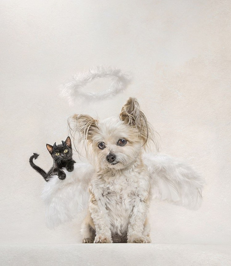 Собака ангел