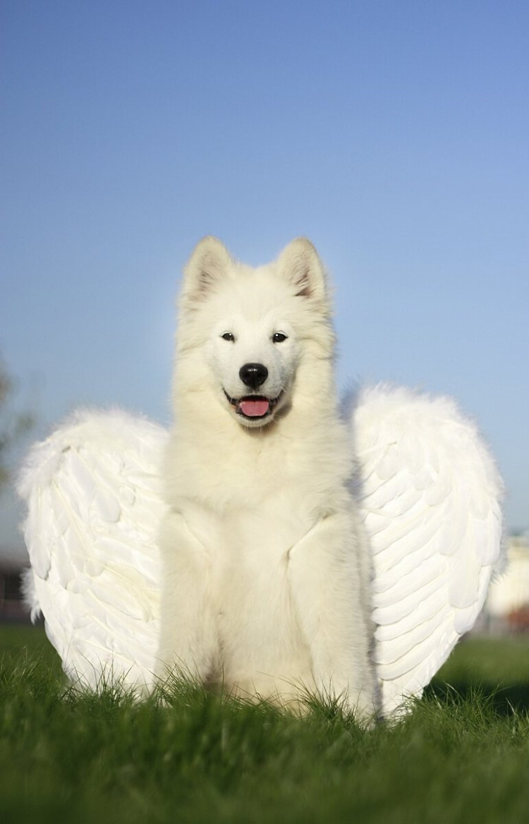 Самоед белый