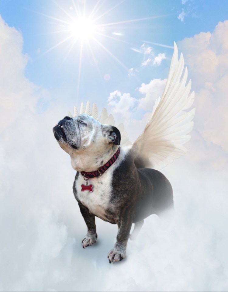 Собака ангел фото